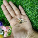 Fantasy Colorful Acrylic Butterfly Pendant Necklace  For Womens - Image 3