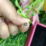 Traditional Gold Seven Stone Mossanite  Nose Pin -7 Mm (With gift box) - Image 3