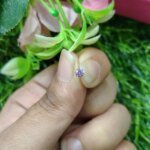 tiny crystal Circel Nose pin For Women ( Sigle pcs) - Image 3